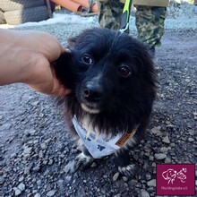 BRUMI, Hund, Mischlingshund in Rumänien - Bild 3