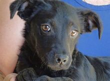 SHEAN, Hund, Mischlingshund in Rumänien - Bild 1