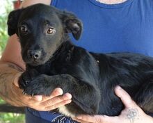 SHEAN, Hund, Mischlingshund in Rumänien - Bild 2