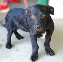 SHEAN, Hund, Mischlingshund in Rumänien - Bild 3