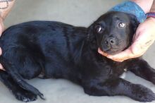 SHEAN, Hund, Mischlingshund in Rumänien - Bild 4