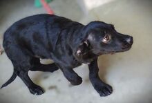 SHEAN, Hund, Mischlingshund in Rumänien - Bild 5