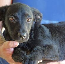 SHEAN, Hund, Mischlingshund in Rumänien - Bild 6