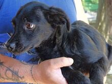 SHEAN, Hund, Mischlingshund in Rumänien - Bild 7