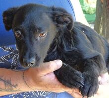 SHEAN, Hund, Mischlingshund in Rumänien - Bild 8