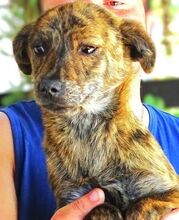 SHEILA, Hund, Mischlingshund in Rumänien - Bild 4