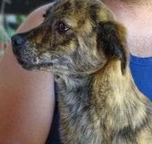 SHEILA, Hund, Mischlingshund in Rumänien - Bild 6
