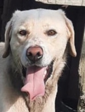 MIKLOS, Hund, Labrador Retriever-Mix in Ungarn - Bild 1