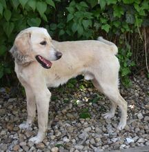 MIKLOS, Hund, Labrador Retriever-Mix in Ungarn - Bild 2