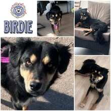 BIRDIE, Hund, Mischlingshund in Heusweiler