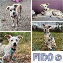 FIDO, Hund, Mischlingshund in Versmold