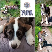 YUNA, Hund, Mischlingshund in Neuenkirchen