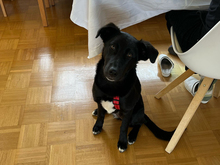 ANA, Hund, Mischlingshund in Stuttgart - Bild 1