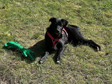 ANA, Hund, Mischlingshund in Stuttgart - Bild 2