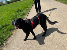 ANA, Hund, Mischlingshund in Stuttgart - Bild 3