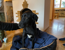 ANA, Hund, Mischlingshund in Stuttgart - Bild 6