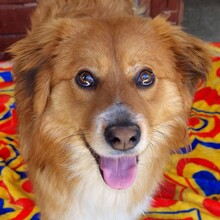 ADONIS, Hund, Mischlingshund in Rumänien - Bild 1