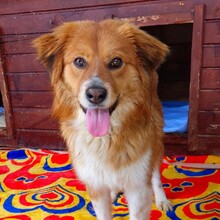 ADONIS, Hund, Mischlingshund in Rumänien - Bild 3
