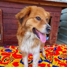 ADONIS, Hund, Mischlingshund in Rumänien - Bild 4