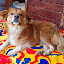 ADONIS, Hund, Mischlingshund in Rumänien - Bild 6