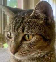 GINNY, Katze, Hauskatze in Ungarn - Bild 1
