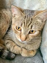 GINNY, Katze, Hauskatze in Ungarn - Bild 2