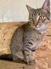 GINNY, Katze, Hauskatze in Ungarn - Bild 3