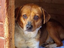 JASPER, Hund, Mischlingshund in Rumänien - Bild 1