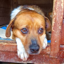 JASPER, Hund, Mischlingshund in Rumänien - Bild 2
