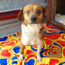 JASPER, Hund, Mischlingshund in Rumänien - Bild 4