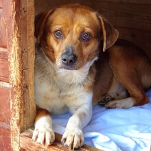 JASPER, Hund, Mischlingshund in Rumänien - Bild 6