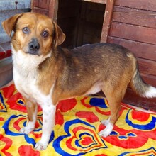 JASPER, Hund, Mischlingshund in Rumänien - Bild 7
