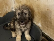 MISTY, Hund, Mischlingshund in Rumänien - Bild 1