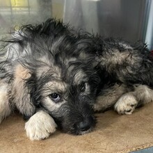 MISTY, Hund, Mischlingshund in Rumänien - Bild 2