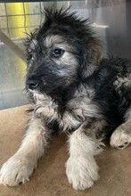MISTY, Hund, Mischlingshund in Rumänien - Bild 3