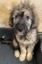 MISTY, Hund, Mischlingshund in Rumänien - Bild 6