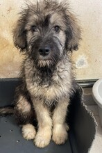 MISTY, Hund, Mischlingshund in Rumänien - Bild 7