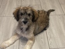 GRACE, Hund, Mischlingshund in Rumänien - Bild 1