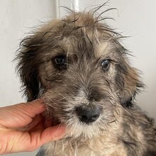 GRACE, Hund, Mischlingshund in Rumänien - Bild 2
