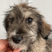 GRACE, Hund, Mischlingshund in Rumänien - Bild 3