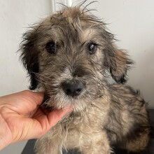 GRACE, Hund, Mischlingshund in Rumänien - Bild 4