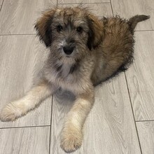 GRACE, Hund, Mischlingshund in Rumänien - Bild 5