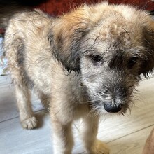 GRACE, Hund, Mischlingshund in Rumänien - Bild 6