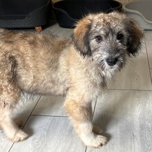 GRACE, Hund, Mischlingshund in Rumänien - Bild 7