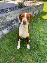 FAY, Hund, Mischlingshund in Köln - Bild 1