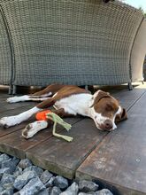 FAY, Hund, Mischlingshund in Köln - Bild 10