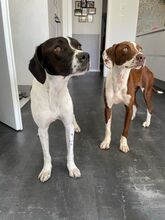 FAY, Hund, Mischlingshund in Köln - Bild 11
