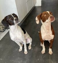 FAY, Hund, Mischlingshund in Köln - Bild 12