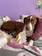 FAY, Hund, Mischlingshund in Köln - Bild 13