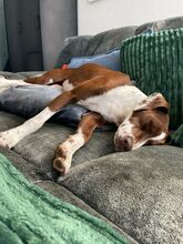 FAY, Hund, Mischlingshund in Köln - Bild 14